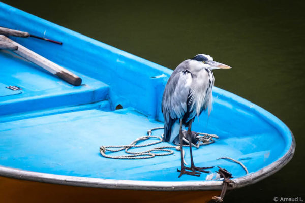 Oiseau sur un bateau bleu | Environnement | Collectif Eco-Solidaire Corée Taïwan