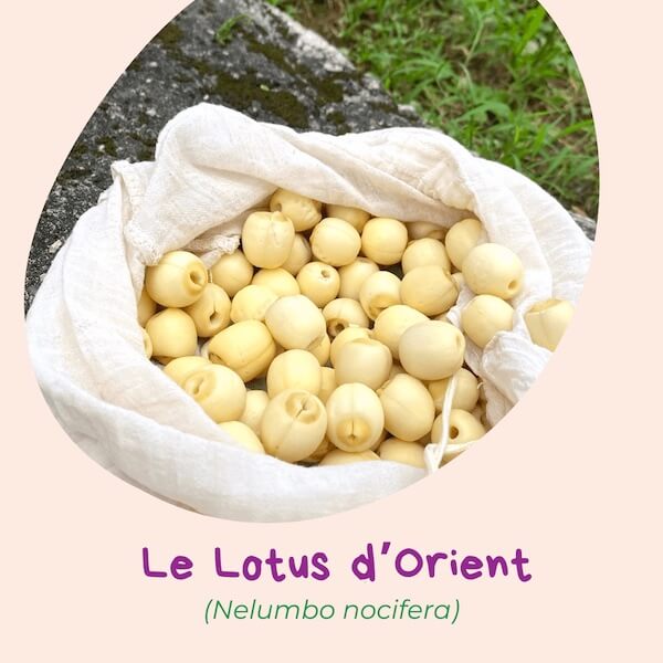 Lotus | Qu'est-ce qu'on mange à Taïwan | Collectif Eco-solidaire Corée Taïwan